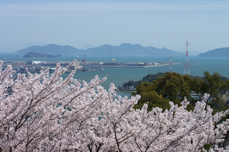 2011桜　円通寺公園_c0135381_18214921.jpg