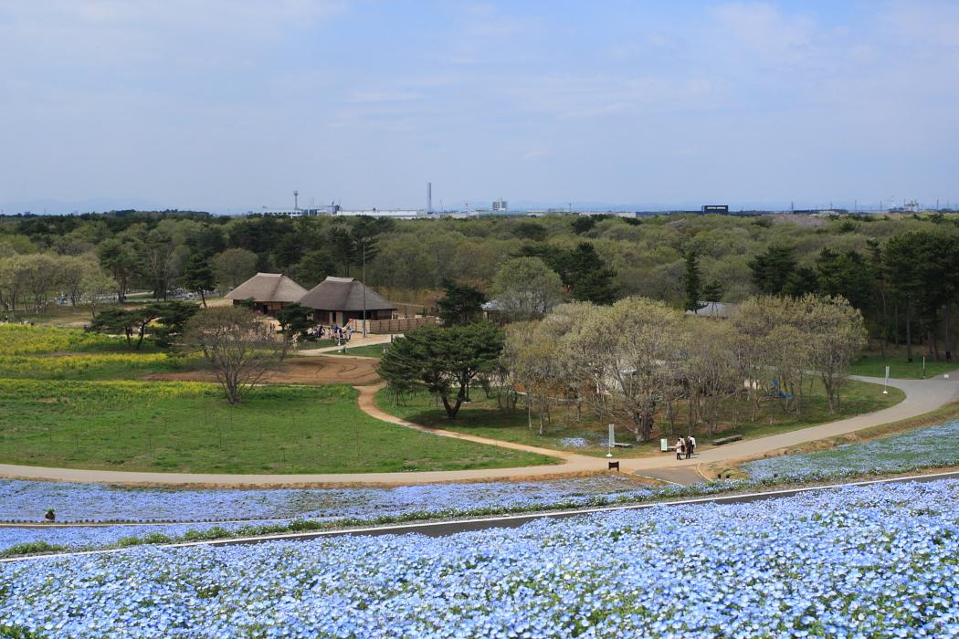 ネモフイラ　ひたち海浜公園_e0143883_16173112.jpg