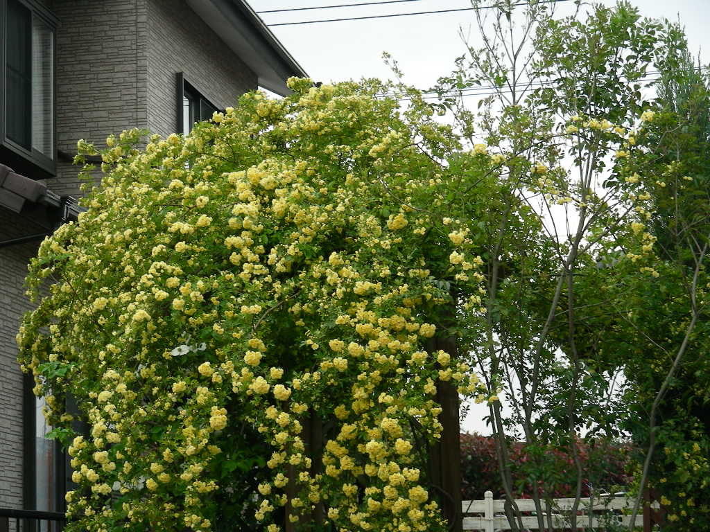 寄せ植えの解体をしました♪_b0096584_002180.jpg