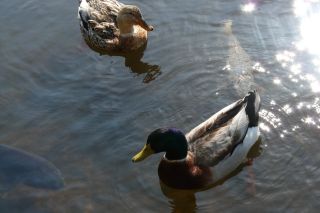 2011年4月29日 そうだ…森へ_b0098584_18315860.jpg