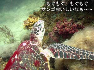 今日はピピ島!_f0144385_23501256.jpg