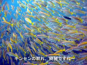 今日はピピ島!_f0144385_23504170.jpg