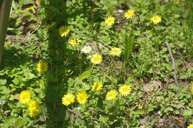 e0070891_1683923.jpg