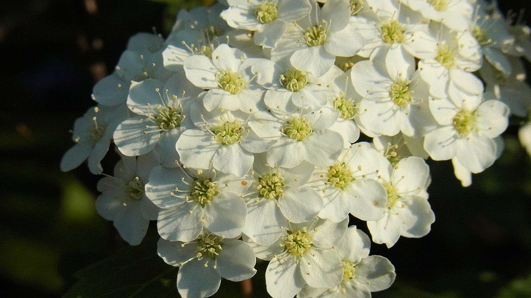 a0152692_1915911.jpg