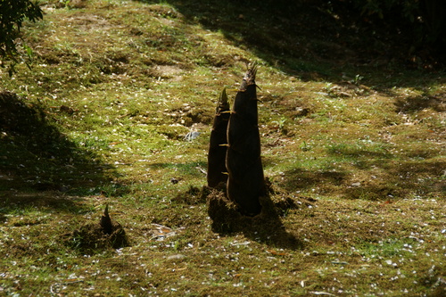 私のブログ絶対に見てください (53)_d0181492_9295542.jpg