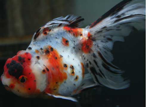 ゴールデンウィークも『金魚市G・w・Sバージョン』!w_c0165800_22121319.jpg