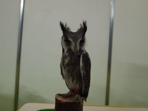 今年もペット王国。_a0050302_10495.jpg