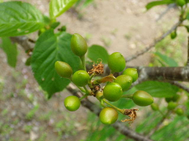 e0179508_1033028.jpg