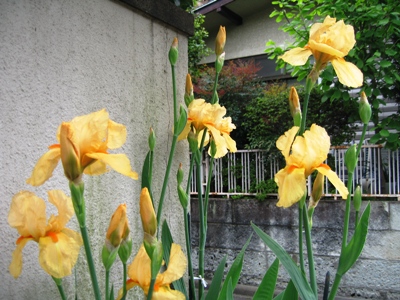 e0204508_2311859.jpg
