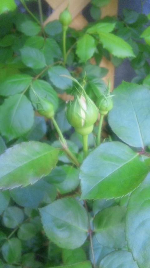 c0147909_753271.jpg
