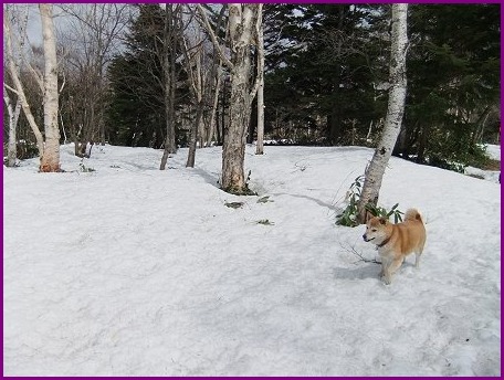 4/29 まだ雪遊び_d0143214_234054100.jpg