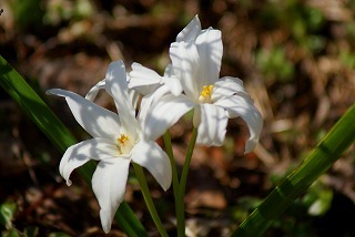 f0170524_1624781.jpg