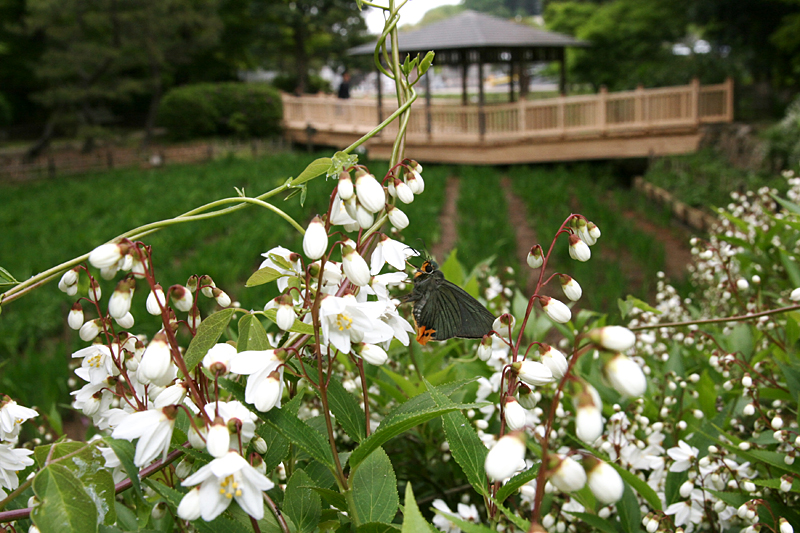 2011年4月下旬 多摩丘陵のアオバセセリ_d0054625_22454221.jpg