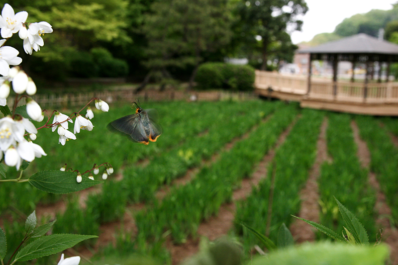 2011年4月下旬 多摩丘陵のアオバセセリ_d0054625_22495724.jpg