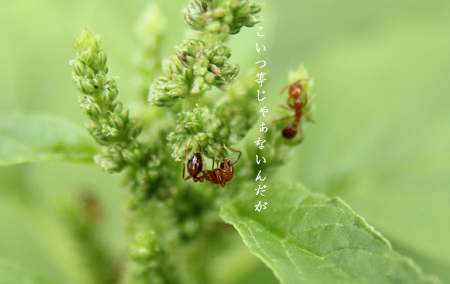 d0042827_2302930.jpg