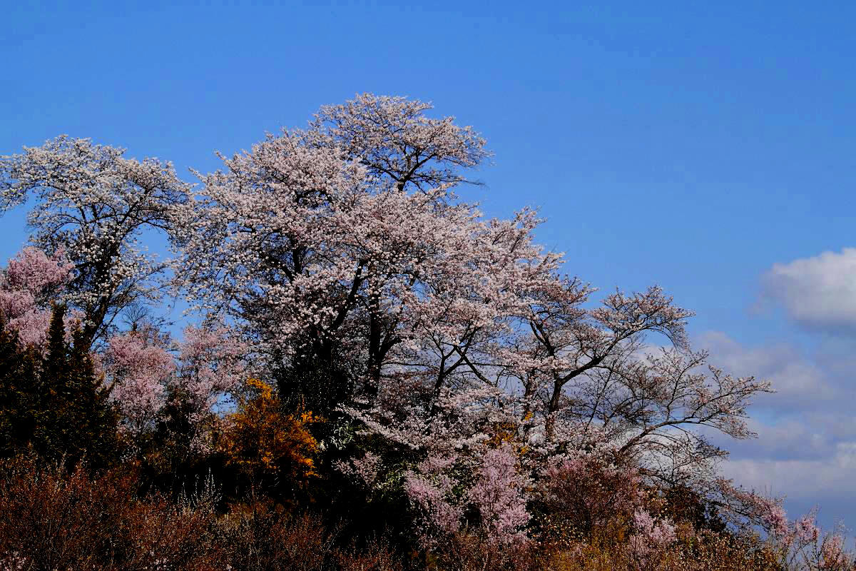 福島市渡利　花見山_d0106628_11533836.jpg