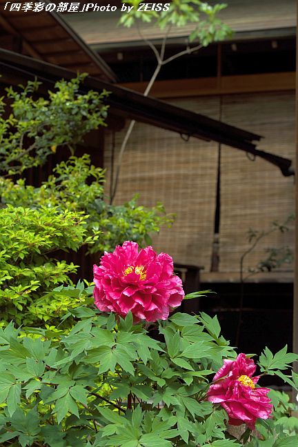 牡丹の寺「東長谷寺・薬王院」_a0195032_2021949.jpg