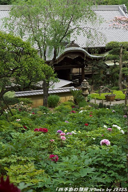 牡丹の寺「東長谷寺・薬王院」_a0195032_2034275.jpg