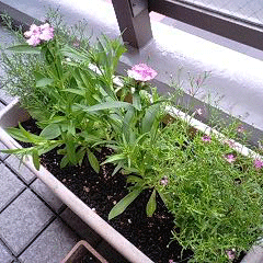 d0048332_14164048.gif