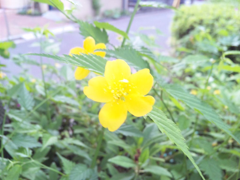 あるこ〜あるこ〜♪♪_e0108134_11274732.jpg