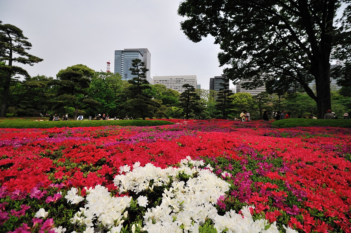 亀戸天神～皇居東御苑_c0221838_19354249.jpg