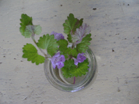 f0224039_12333417.gif