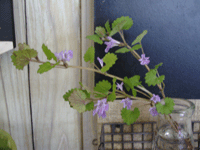 f0224039_12335864.gif