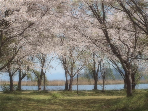 ◇。◇。西之湖　(滋賀県近江八幡)　Ｎｏ．２_f0150243_13502555.jpg