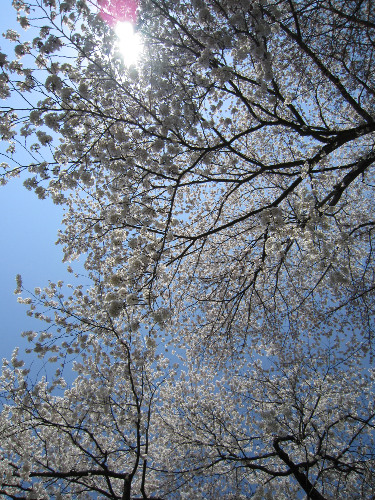 石川町、桜めぐり　あさひ公園の桜_f0048546_8411323.jpg