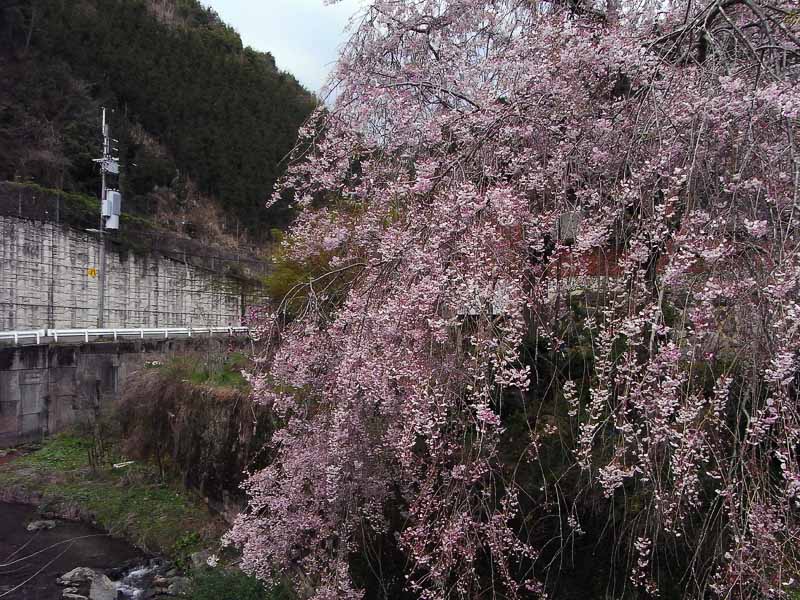 強風、桜、久しぶりの100km越え_e0149648_22321982.jpg