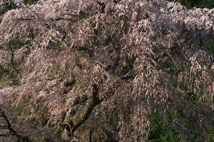 又兵衛桜輝く（奈良・大宇陀）_f0155048_17452087.jpg