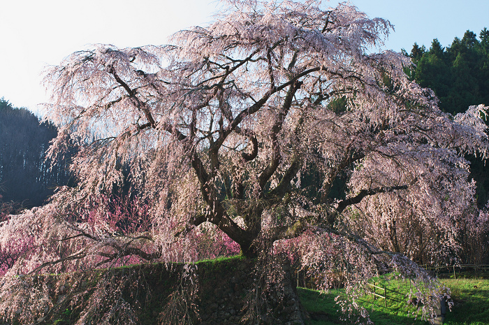 又兵衛桜輝く（奈良・大宇陀）_f0155048_17453934.jpg