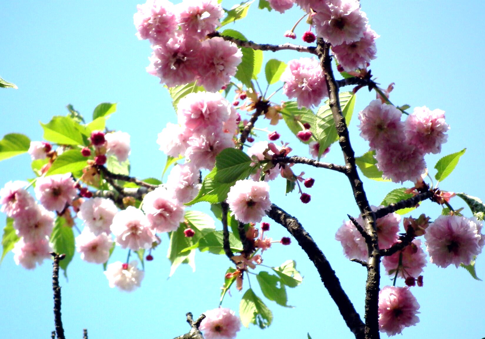 葉虫さんに人気がある！？かも…菊桜_e0064158_2322594.jpg