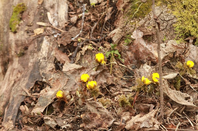 『北邦野草園』・・・・開園!!_f0000866_14324668.jpg