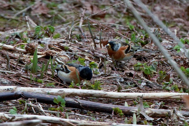 『北邦野草園』・・・・開園!!_f0000866_14345934.jpg