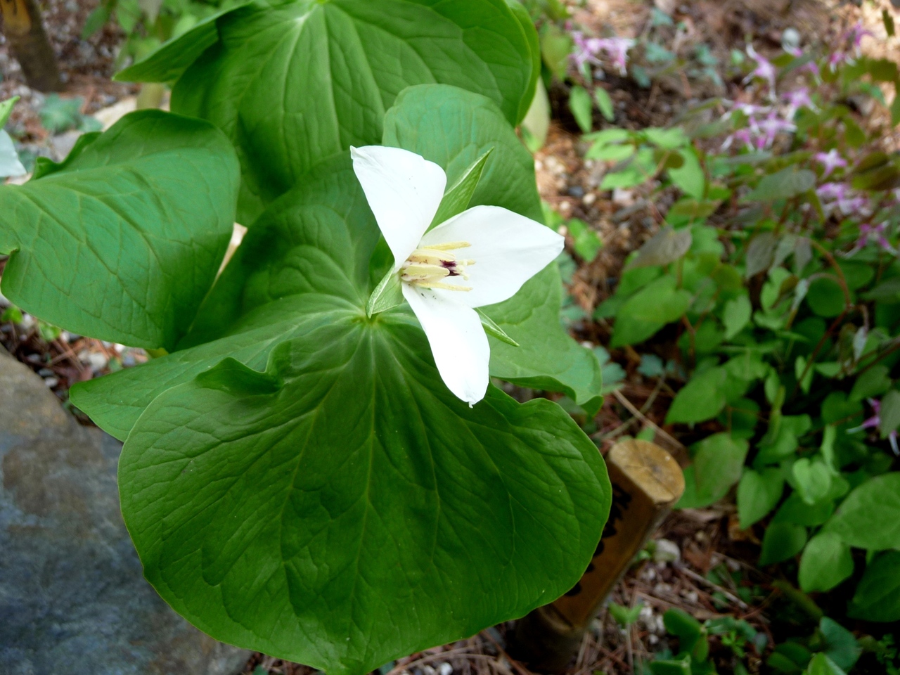 山野草園　ＮＯ１　　　　_a0023170_10171386.jpg