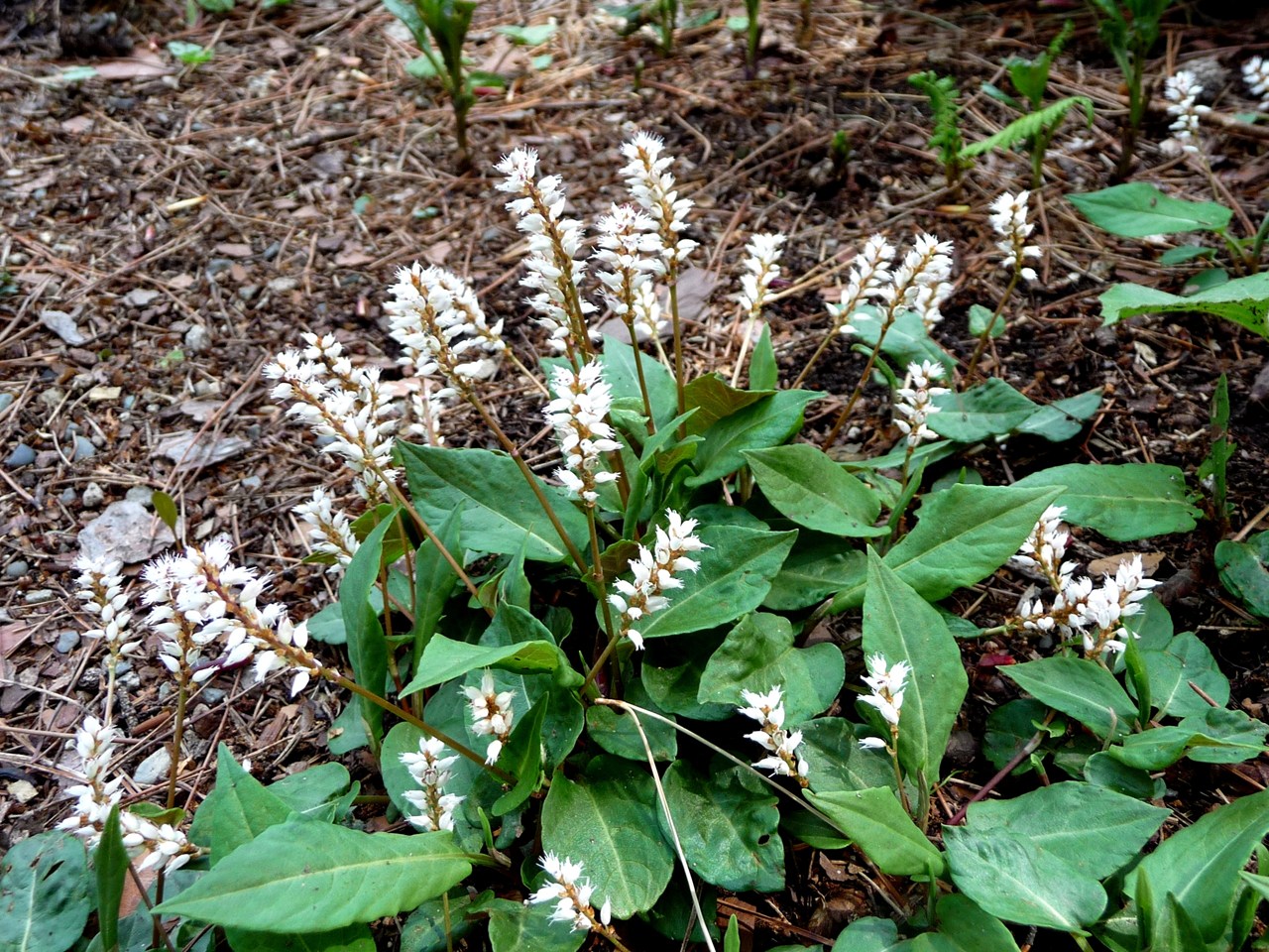 山野草園　ＮＯ１　　　　_a0023170_10181832.jpg