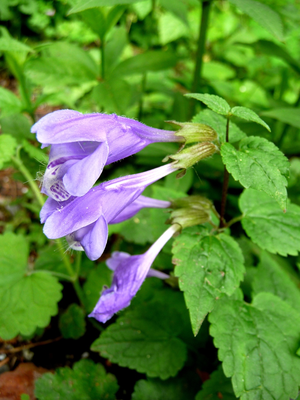 山野草園　ＮＯ４_a0023170_9302742.jpg