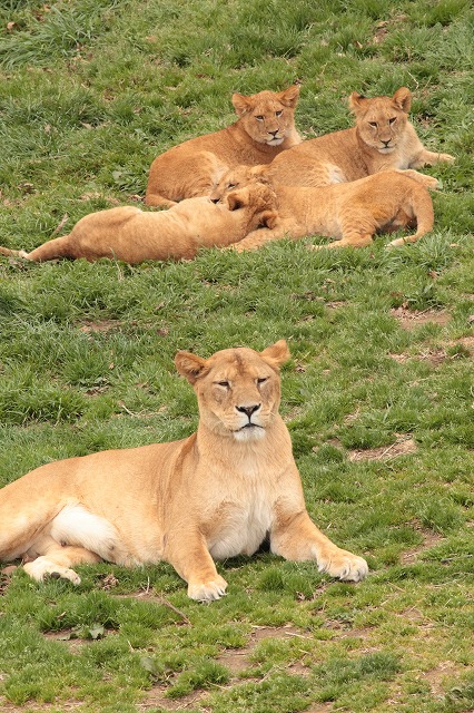 多摩動物園の募金活動_a0188771_20172936.jpg