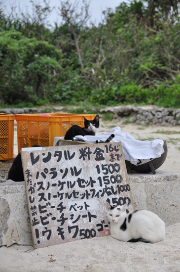 石垣島にいます!_e0171573_21263483.jpg