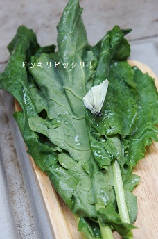 f0214479_10224176.jpg
