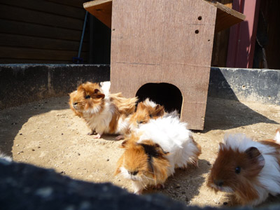 香川の白鳥動物園_e0173183_2151437.jpg