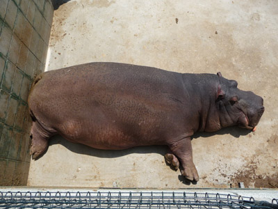 香川の白鳥動物園_e0173183_22114440.jpg