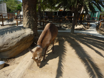 香川の白鳥動物園_e0173183_2214755.jpg