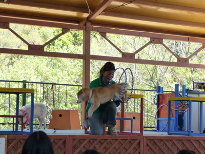 香川の白鳥動物園_e0173183_22411749.jpg