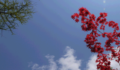 前々坊守のお祥月命日_b0029488_01331100.gif