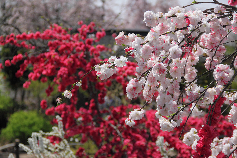 11.04.17：日本昭和村で花々から大歓待１_c0007190_18261524.jpg