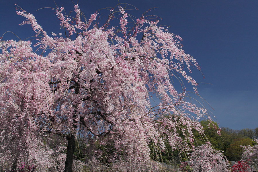 11.04.17：日本昭和村で花々から大歓待１_c0007190_1826269.jpg