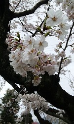 桜～♪_f0026093_4434770.jpg