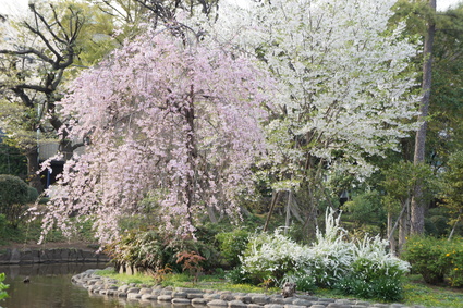 今年の桜・・・_f0083294_1354264.jpg